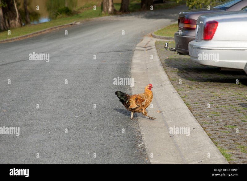 Best chicken road in Netherlands